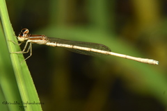 Agriocnemis lacteola
