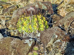 Melocactus curvispinus koolwijkianus