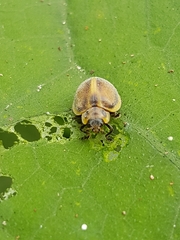 Epilachna clandestina
