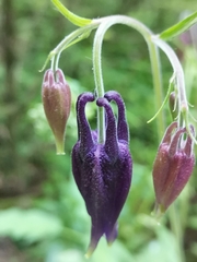 Aquilegia nigricans