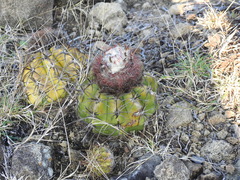 Melocactus curvispinus koolwijkianus