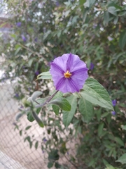 Lycianthes rantonnetii
