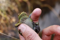 Dendropsophus luddeckei