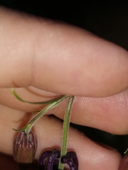 Aquilegia nigricans