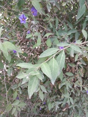 Lycianthes rantonnetii
