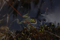 Dendropsophus luddeckei