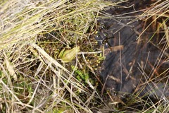 Dendropsophus luddeckei