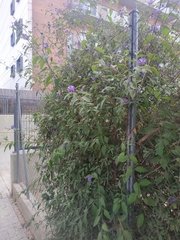 Lycianthes rantonnetii