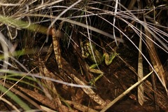 Dendropsophus luddeckei