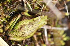 Dendropsophus luddeckei