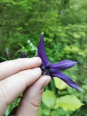Aquilegia nigricans