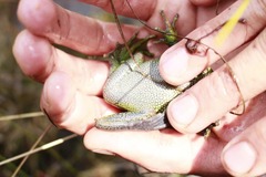 Dendropsophus luddeckei