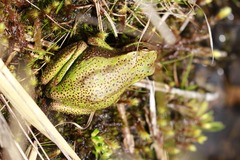 Dendropsophus luddeckei