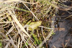Dendropsophus luddeckei