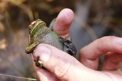 Dendropsophus luddeckei