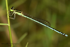 Agriocnemis lacteola