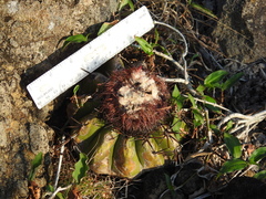 Melocactus curvispinus koolwijkianus