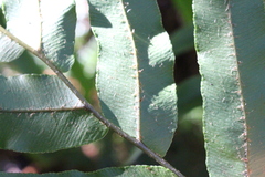 Blechnum novae-zelandiae