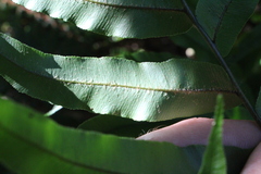 Blechnum novae-zelandiae