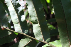 Blechnum novae-zelandiae