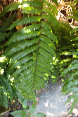 Blechnum novae-zelandiae