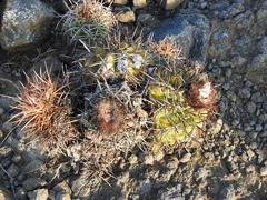 Melocactus curvispinus koolwijkianus