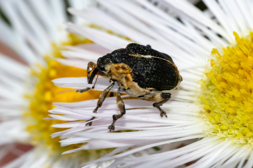 Iris Weevil