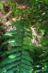 Blechnum novae-zelandiae