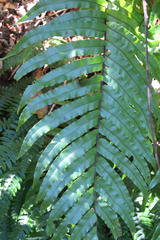 Blechnum novae-zelandiae