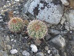 Melocactus curvispinus koolwijkianus