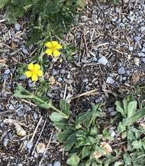Potentilla inclinata