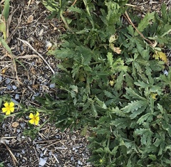 Potentilla inclinata