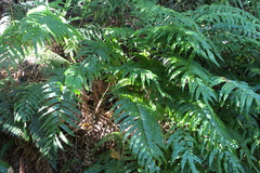 Blechnum novae-zelandiae