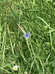 Polyommatus icarus