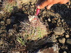 Melocactus curvispinus koolwijkianus