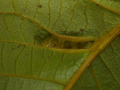 Aceria erinea