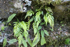 Asplenium appendiculatum