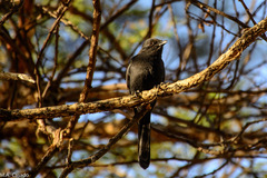 Melaenornis edolioides