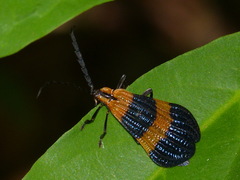 Calopteron bifasciatum