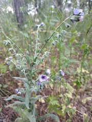 Cynoglossum creticum