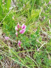 Chamaecytisus purpureus