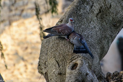 Columba guinea