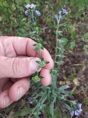 Cynoglossum creticum