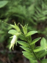 Lithospermum virginianum