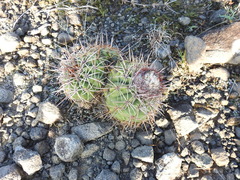 Melocactus curvispinus koolwijkianus