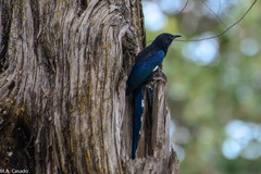 Phoeniculus somaliensis