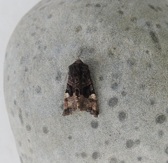 Euplexia benesimilis