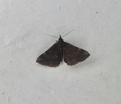 Hypena sordidula