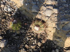 Melocactus curvispinus koolwijkianus