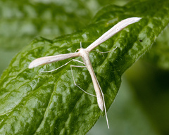 Hellinsia homodactylus